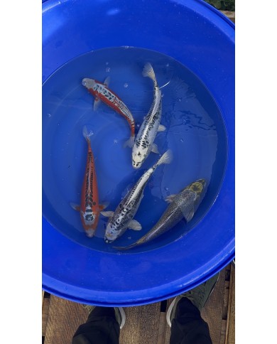 Mix test KOI0001