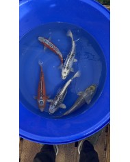 Mix test KOI0001